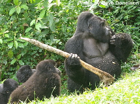 Mountain Gorillas